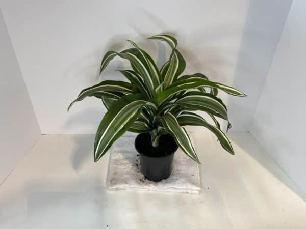 4" Dracaena