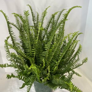 6" Fern Kimberly Queen