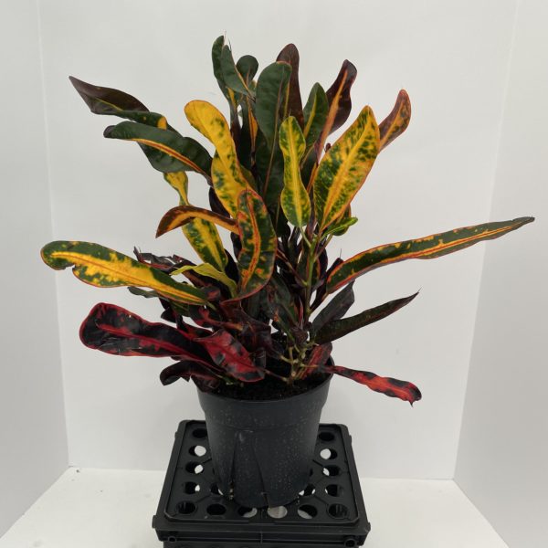 6" Croton Mammy