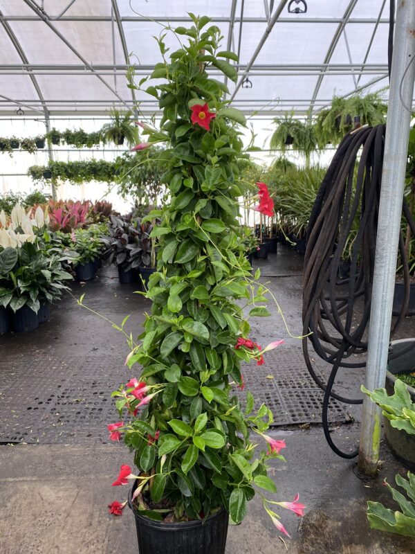 12" Mandevilla (Teepee)