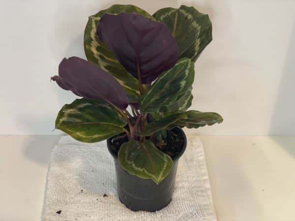 4" Calathea (Grower Choice)