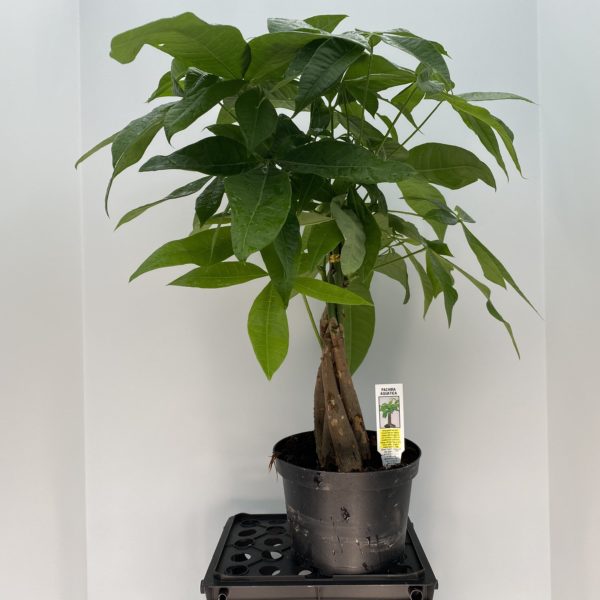 6" Money Tree (Braid)