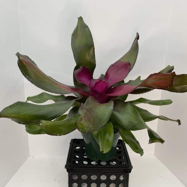 6" Bromeliad Neoregelia