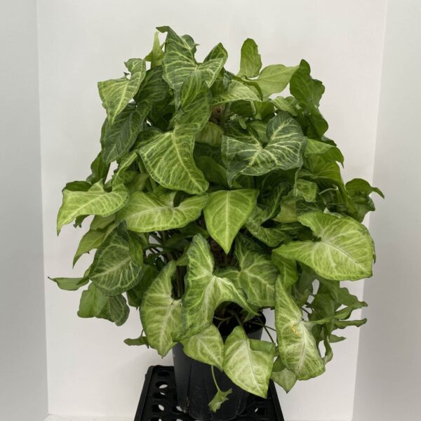 6" Nephthytis Pole