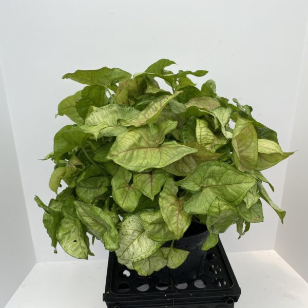 6" Nephth Tub - Image 2