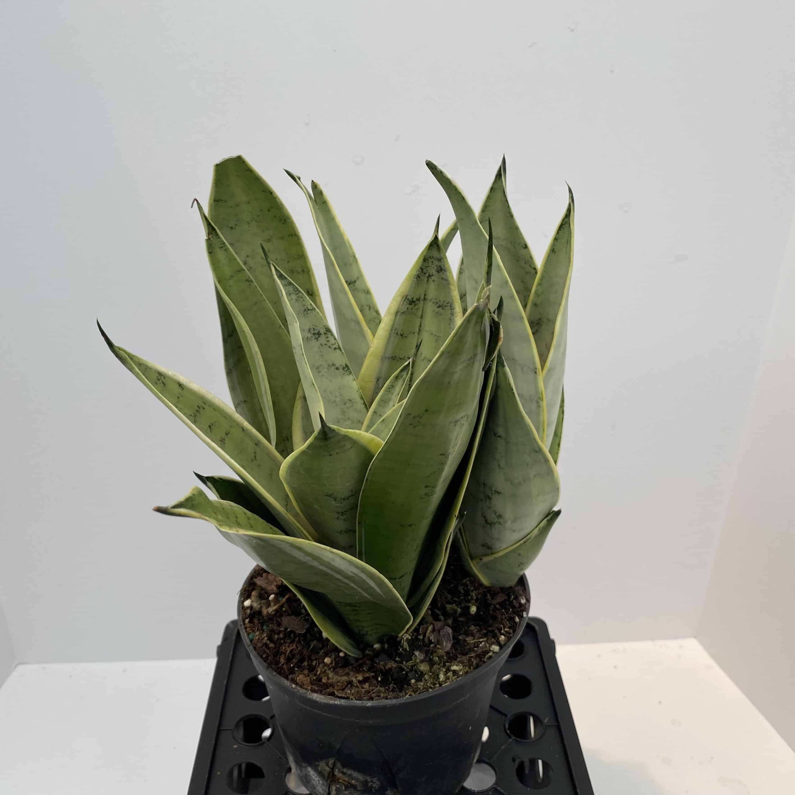 sansevieria night owl
