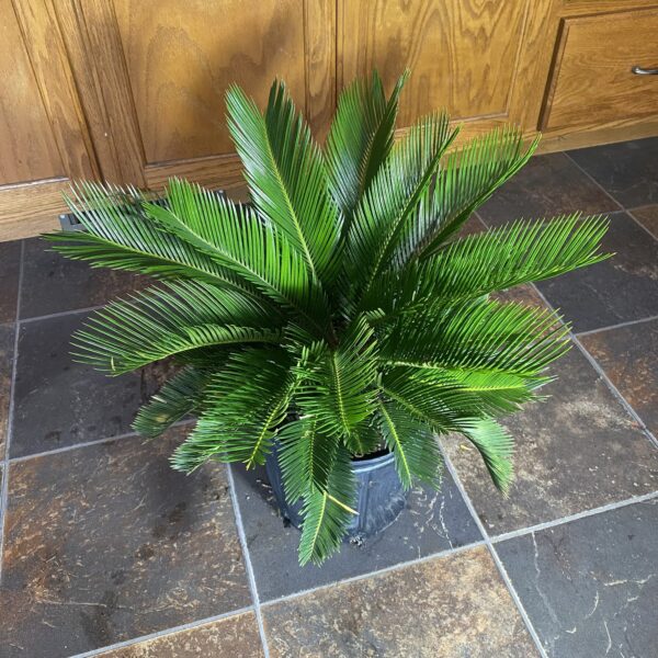 10" Palm Sago