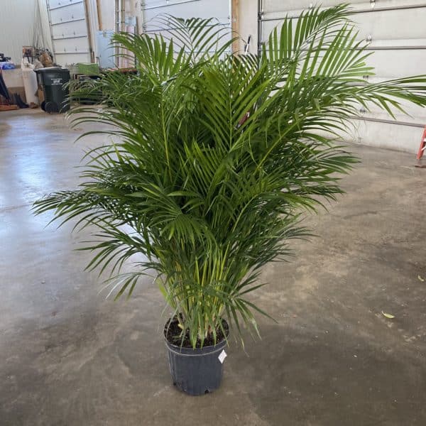 12" Palm Areca