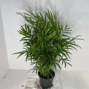 4" Palm Neanthe Bella