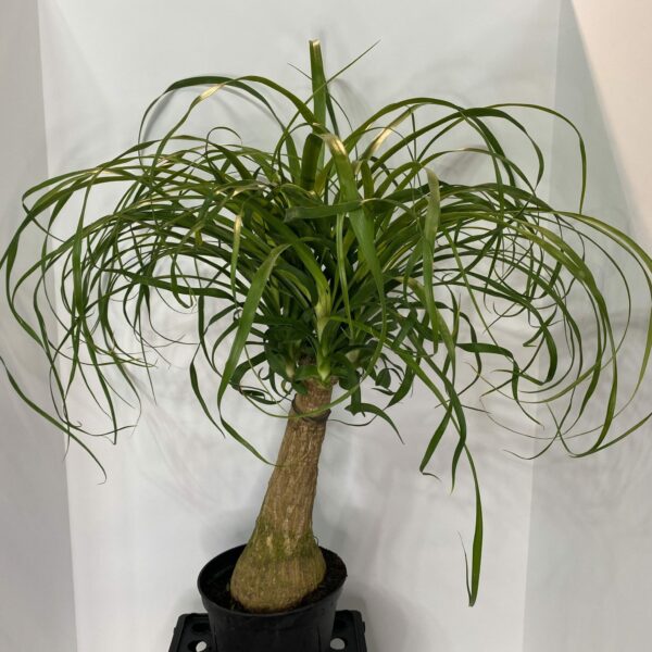 6" Palm Ponytail