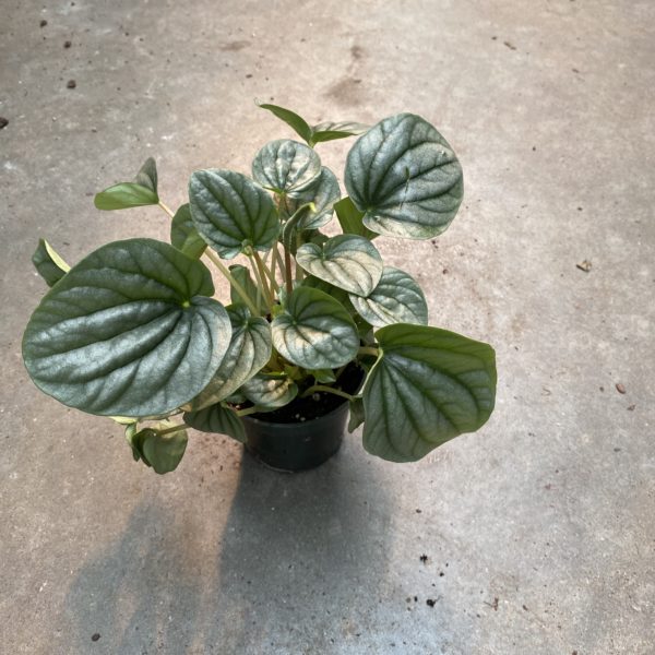 4" Peperomia (Grower Choice)