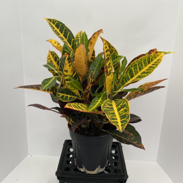6" Croton Petra