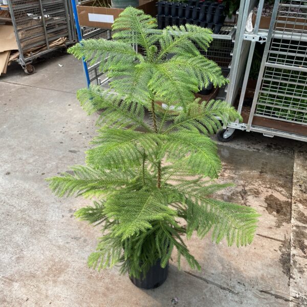 10" Pine