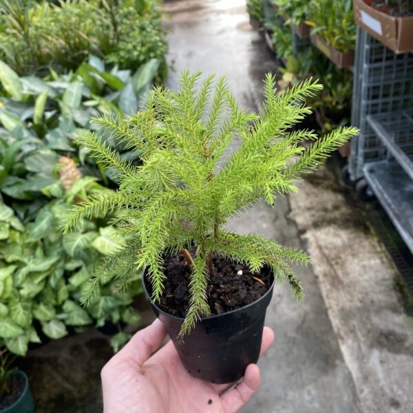 4" Pine