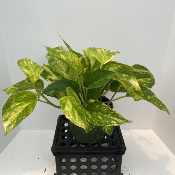 6" Pothos Golden Tub