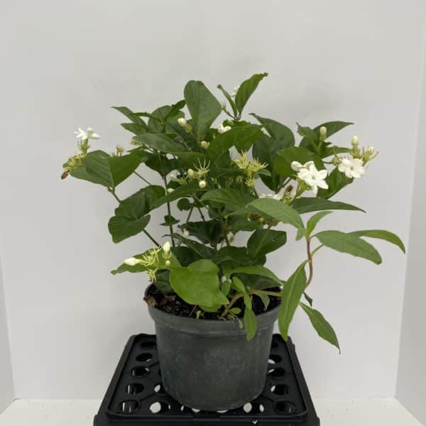 6” Jasmine Sambac - Image 2
