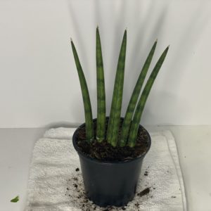 4" Sansevieria Cylindrical