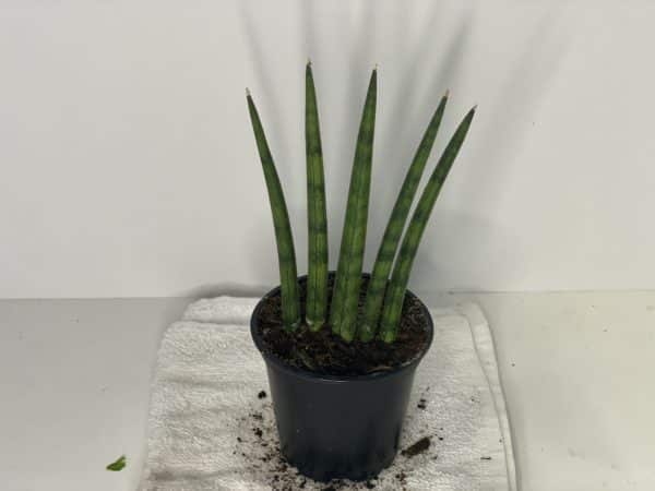 4" Sansevieria Cylindrical