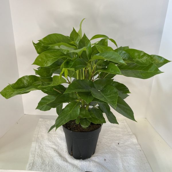 6" Schefflera Amate