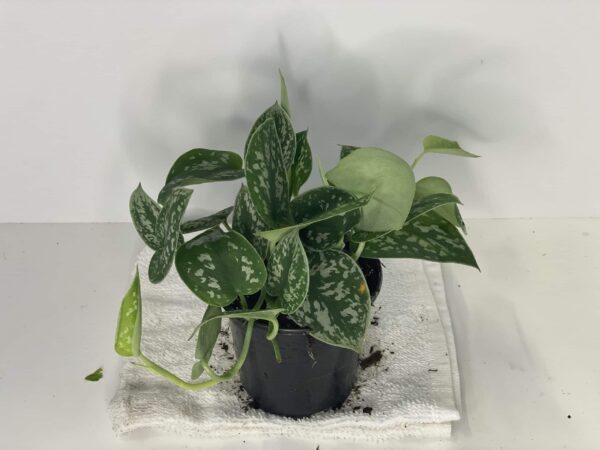 4" Scindaptus Philly - Image 2