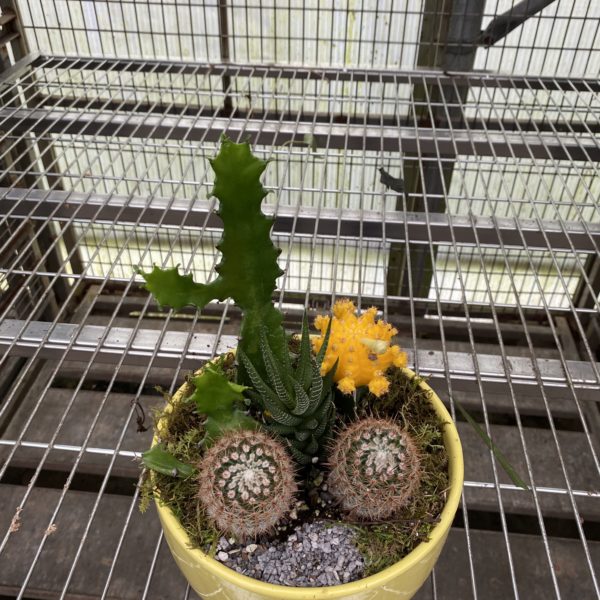 Cacti Garden-   Small
