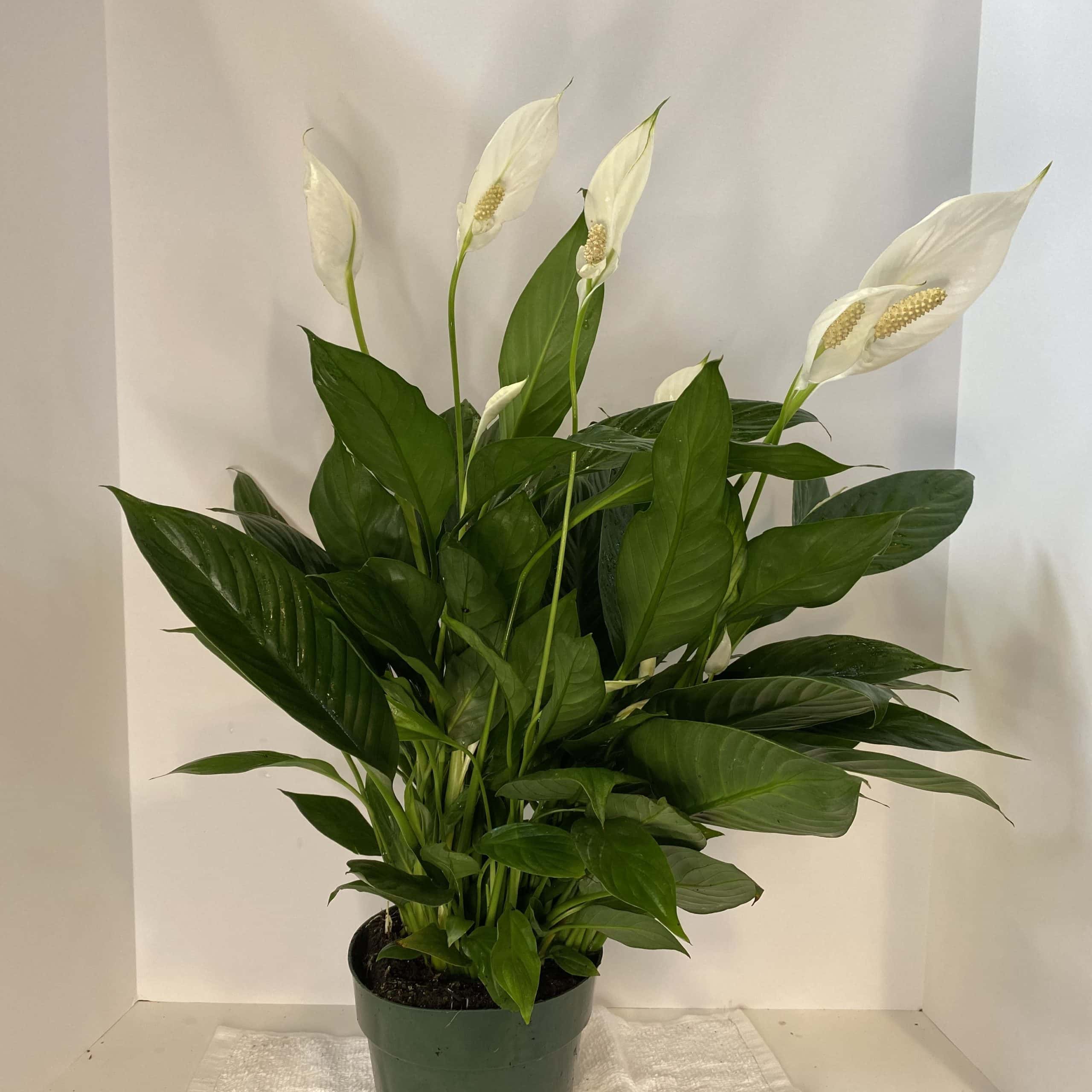 6" Spath