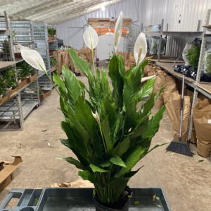 8" Spath