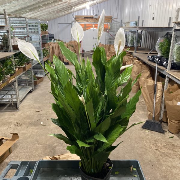 8" Spath
