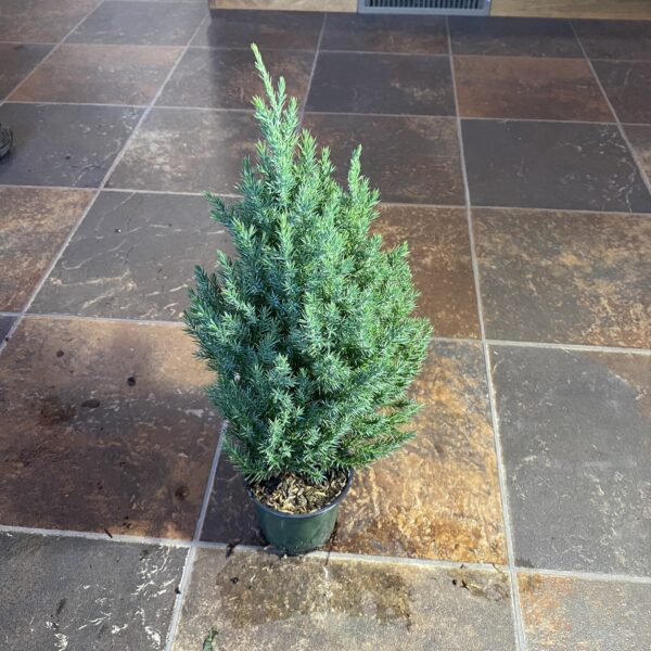 6" Spiny Greek Juniper