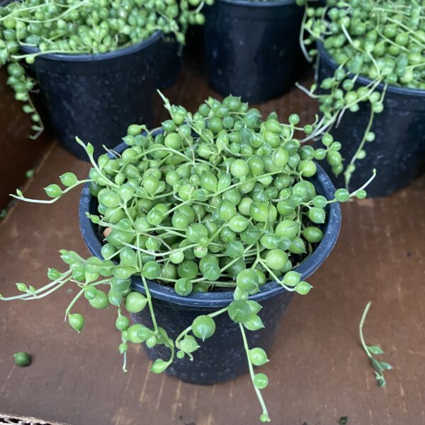 4" String of Pearls