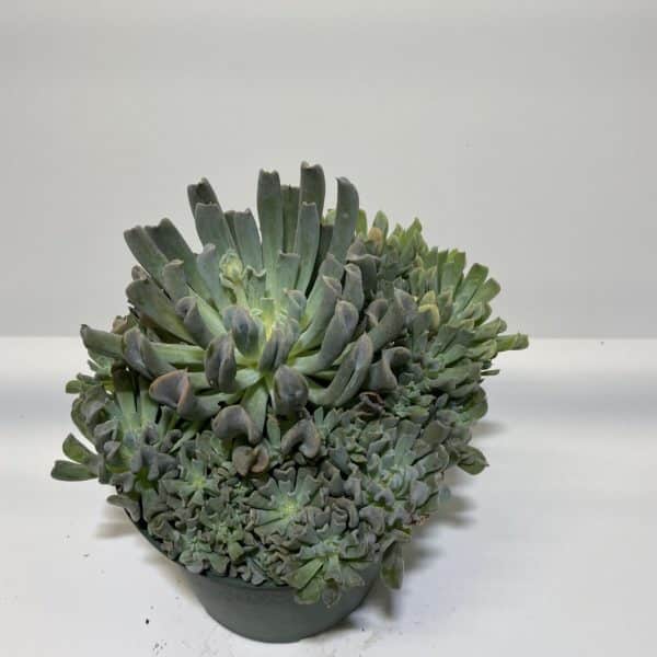 6" Succulent - Image 3