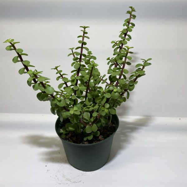 6" Succulent - Image 4