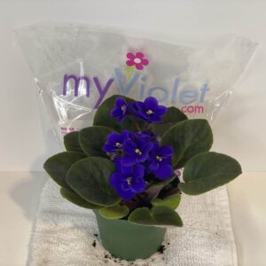 4" Violet