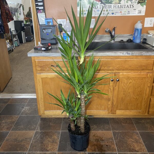 10" Yucca (3-2-1)