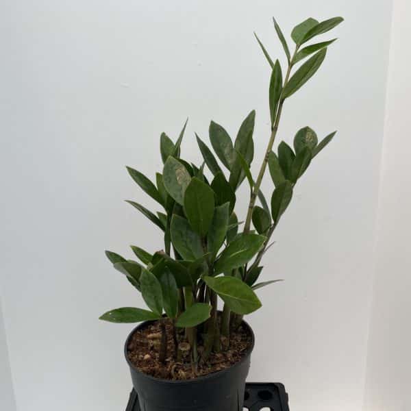 6" ZZ Plant