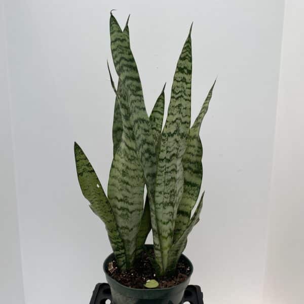 6" Sansevieria Zeylanica