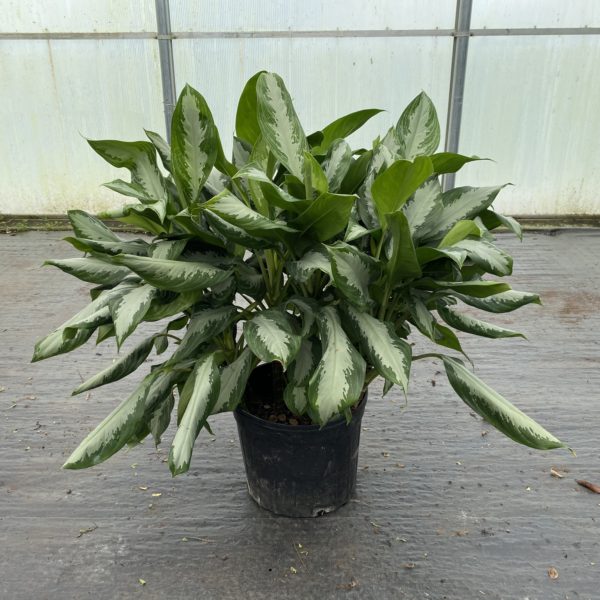 Aglaonema 14-In