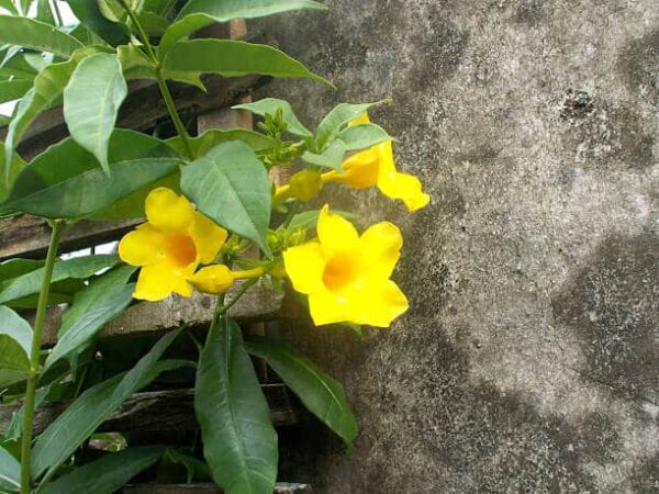 10" Allamanda (Tree)
