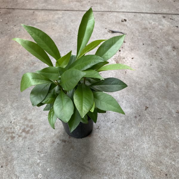 4" Ardisia