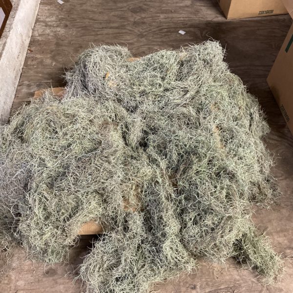 Moss - Box Spanish