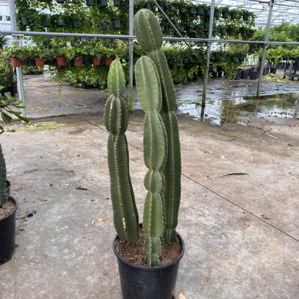 14" Cactus Peruvian Straight