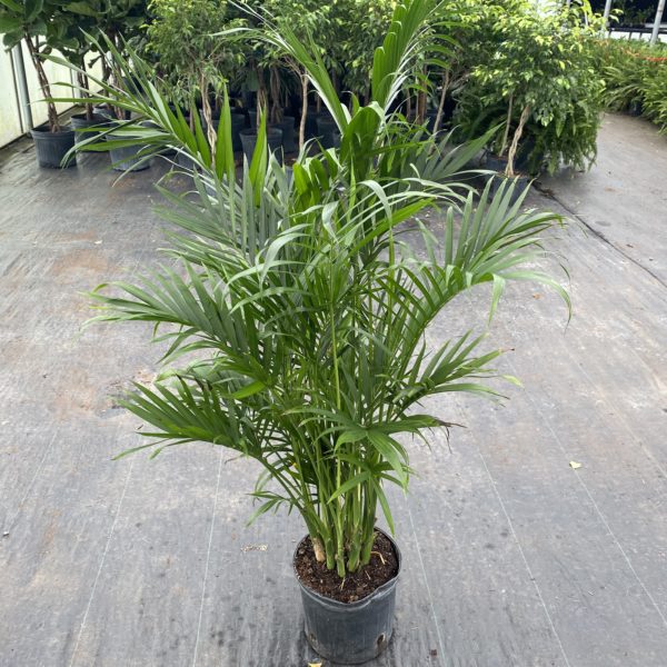 10" Palm Cat