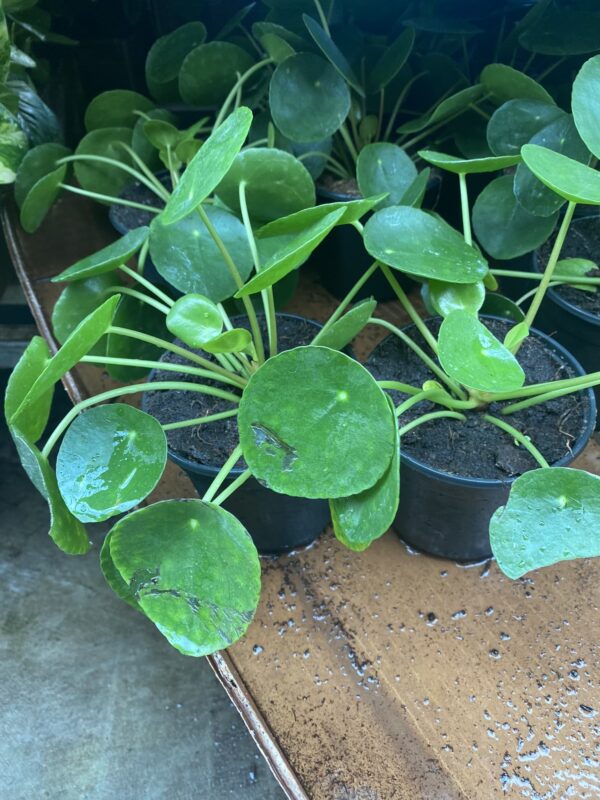4" Chinese Money Plant