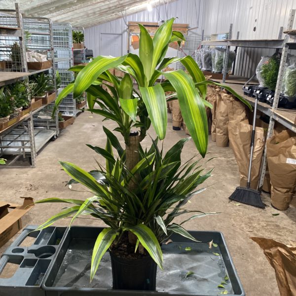 8" Combo Tall - Image 2