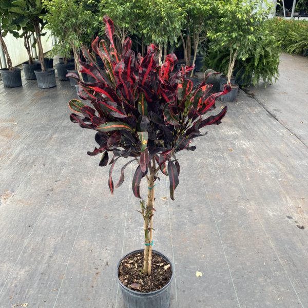 10" Croton Tree