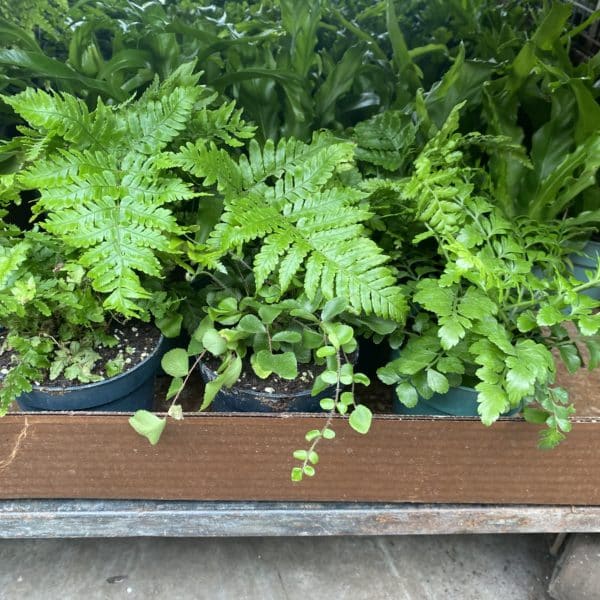 4" Fern (Assorted)