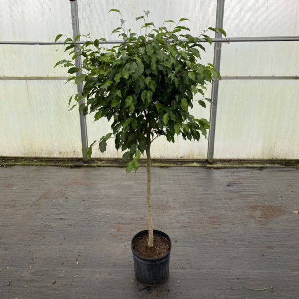 14" Ficus (Tree)