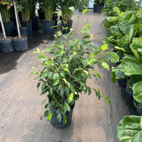 8" Ficus (Bush)