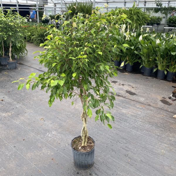 10" Ficus (Braid)