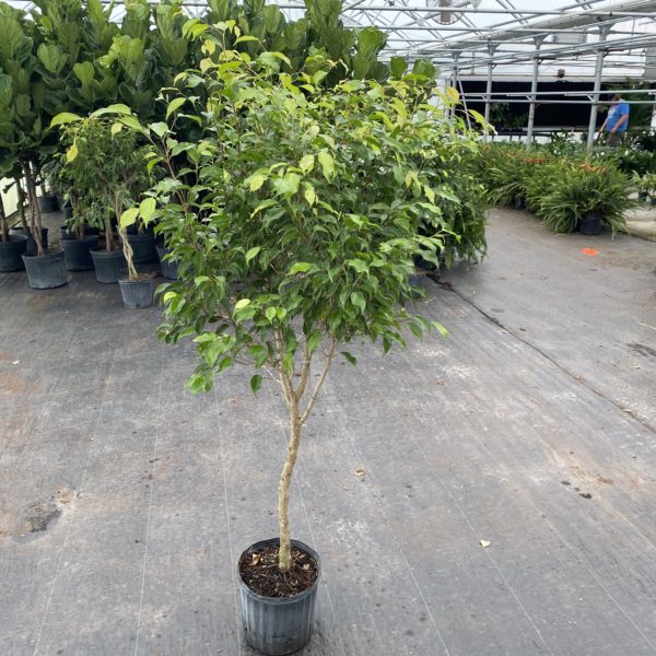 10" Ficus (Tree)